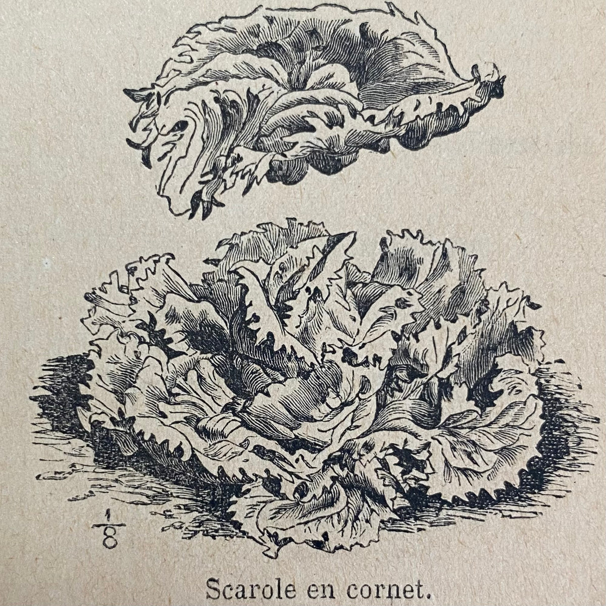 Chicorée scarole en cornet de Bordeaux