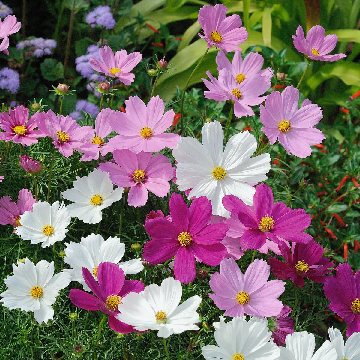 Cosmos en mélange