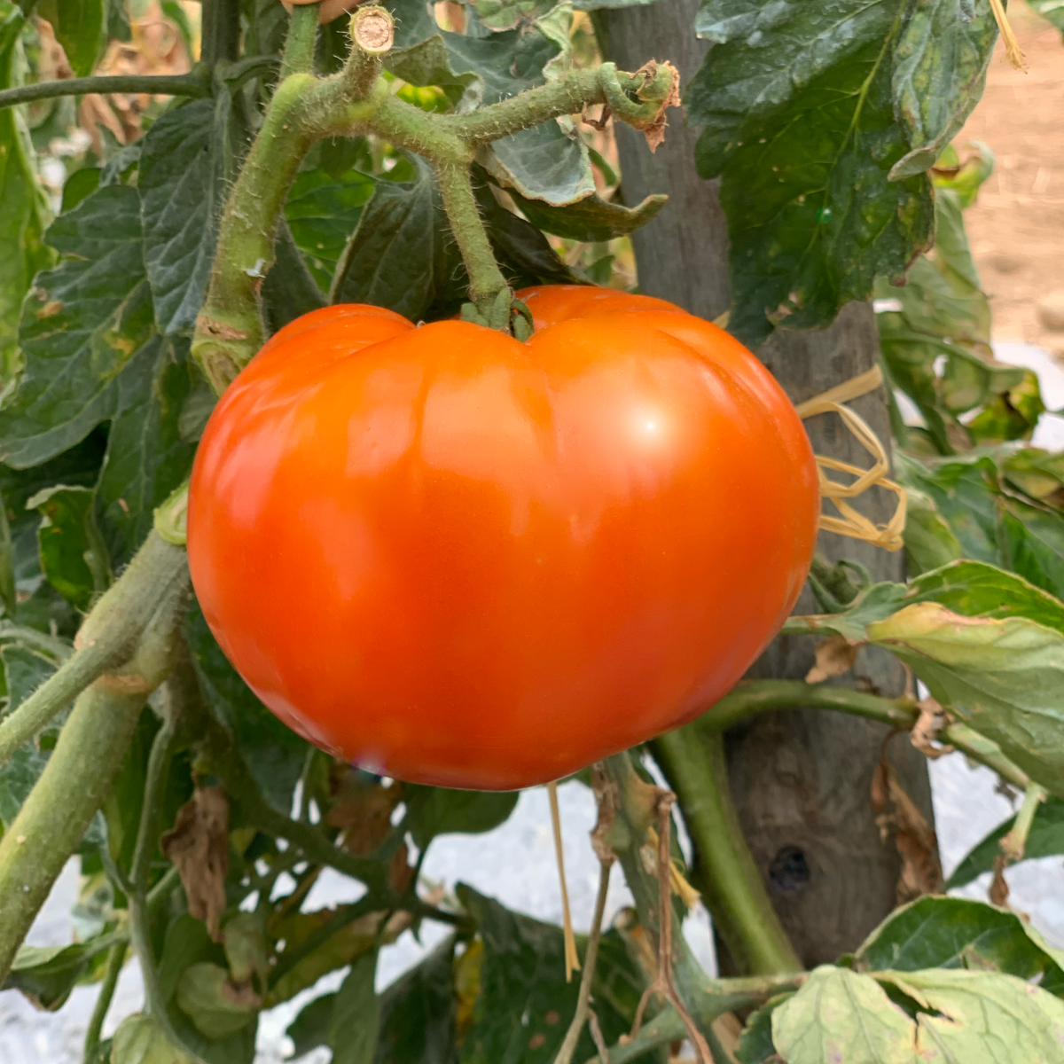 Tomate Merveille Des Marchés