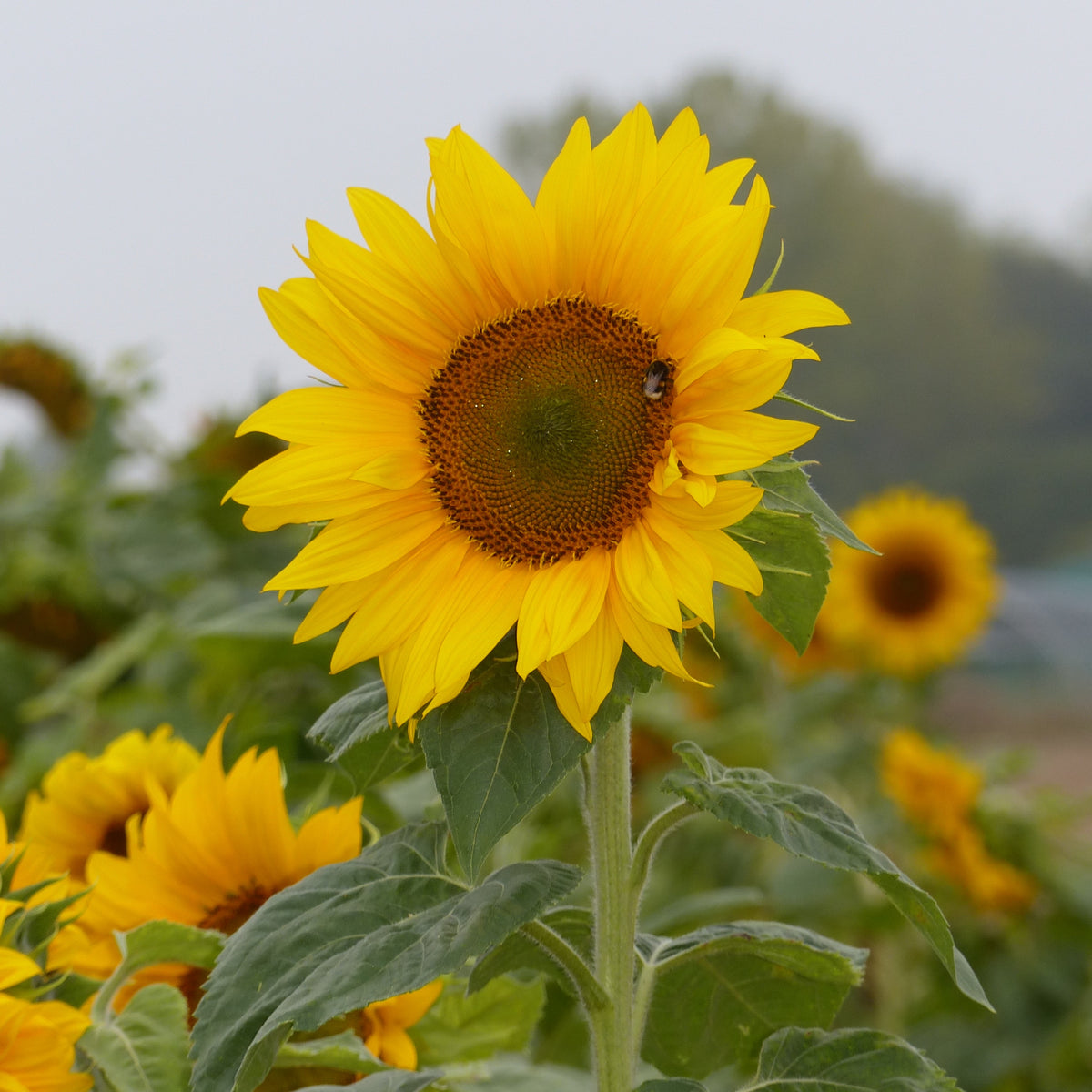 Tournesols en mélange