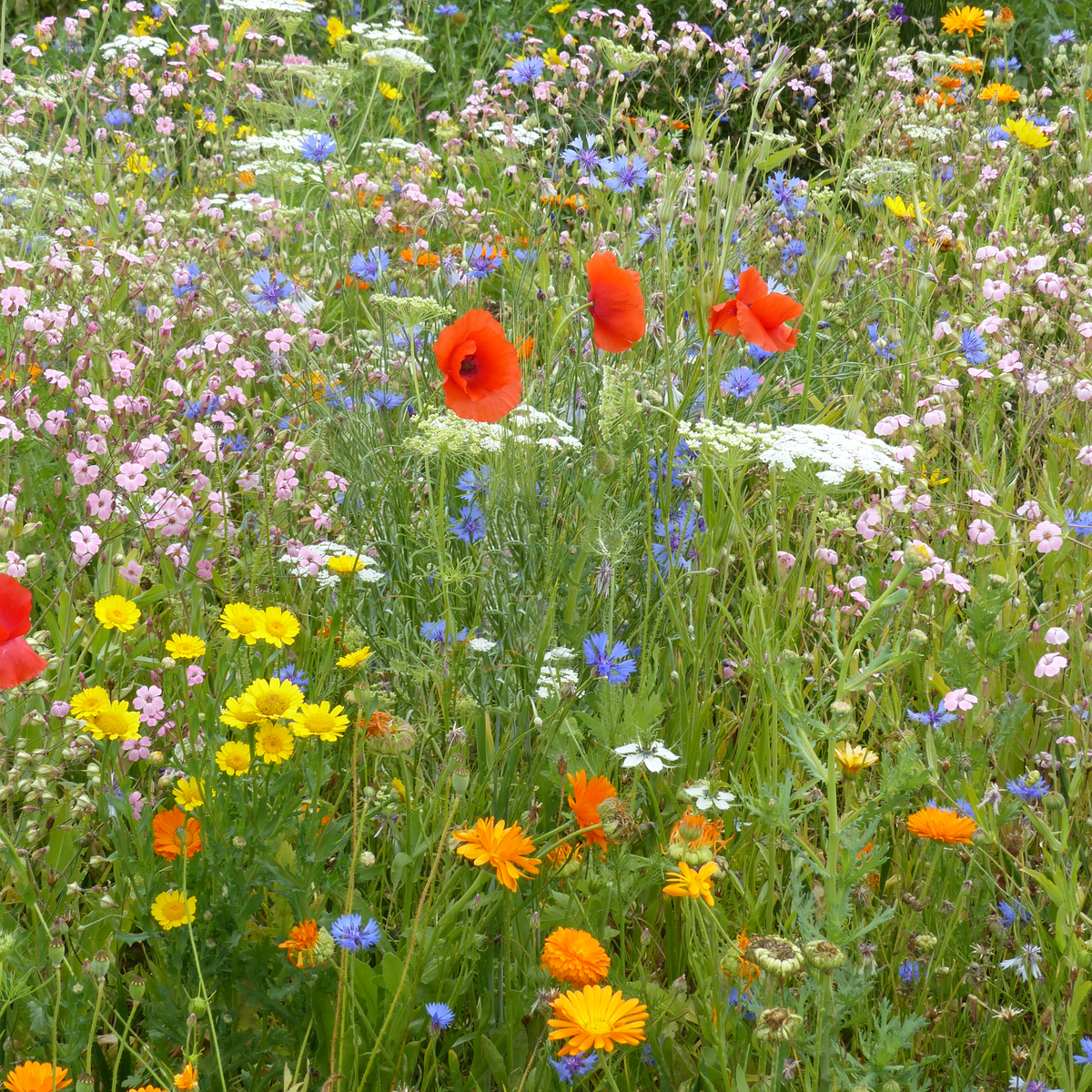 graines de fleur en mélange, semis du mois de novembre