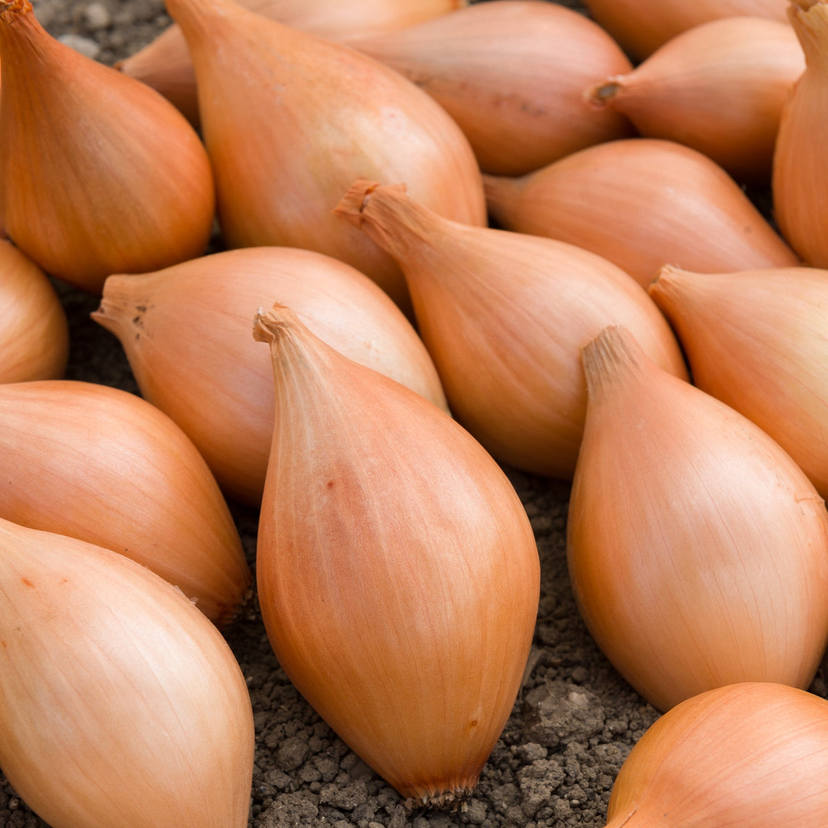 Oignons