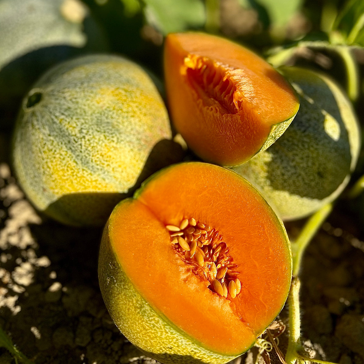 Melons