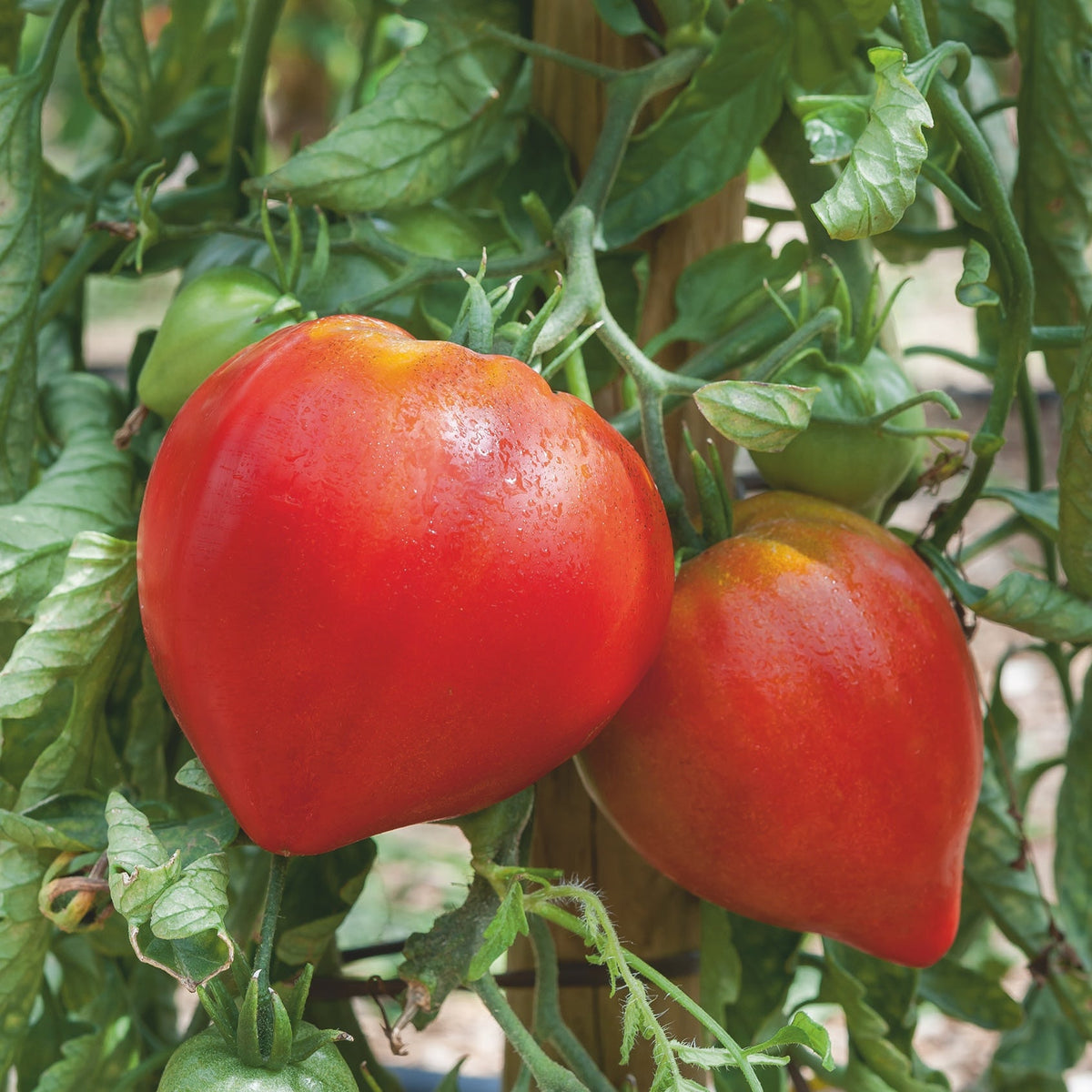 photo de la récolte tomate coeur de boeuf. Graine de tomate
