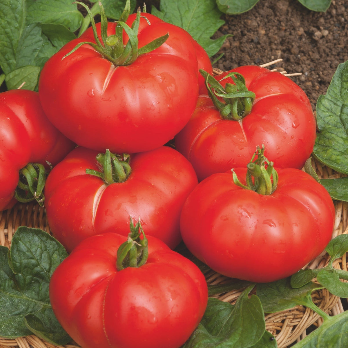 Photo de la tomate de Marmande à la récolte