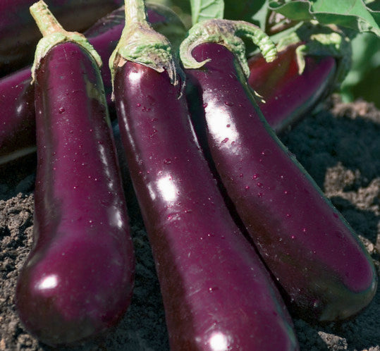 Aubergines