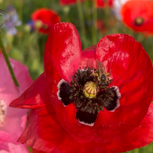 Graines de coquelicot, semis du  mois de septembres