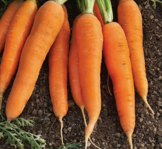 Carottes