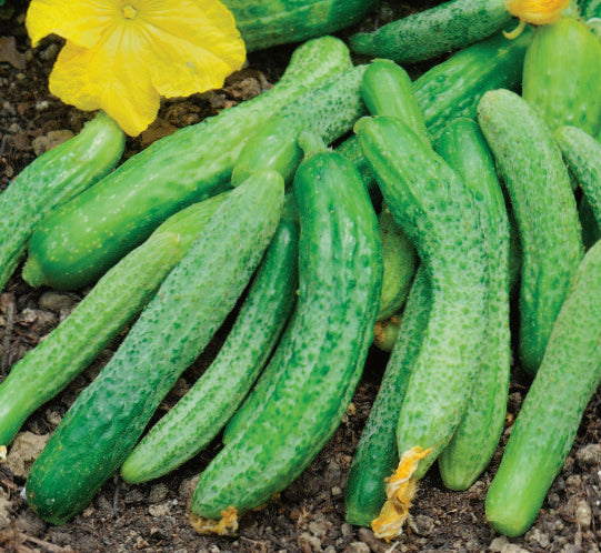 Cornichons