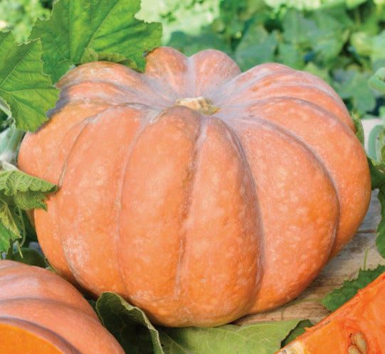 Courges