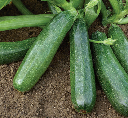 Courgettes