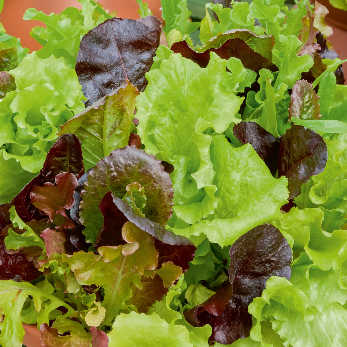 Graines de mesclun, semences du mois de Juillet