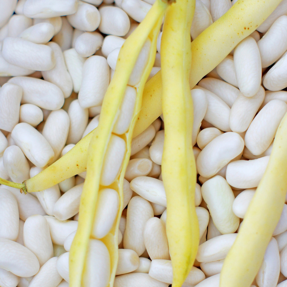photo du pois nain à écosser MOGEX