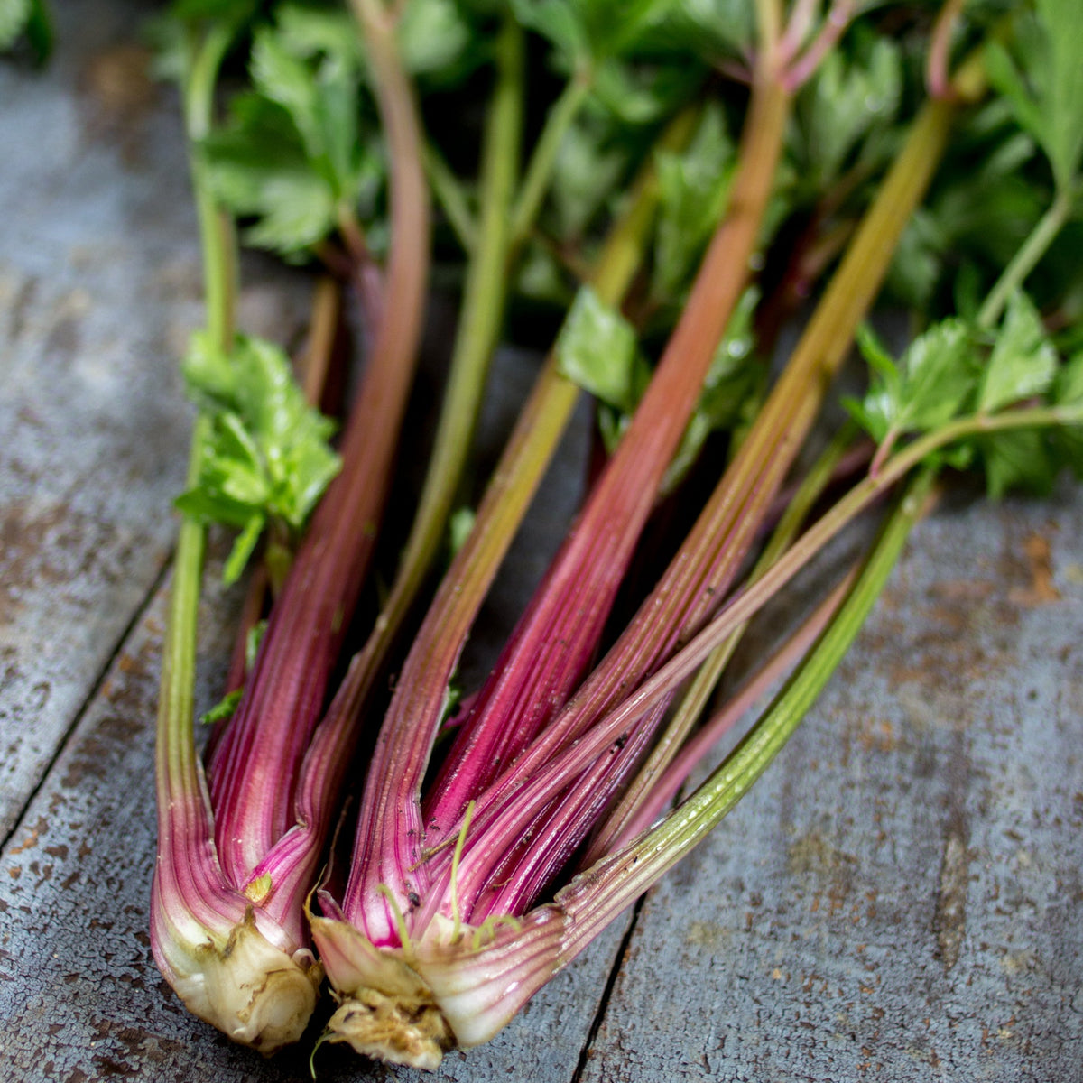Céleri Violet De Touraine