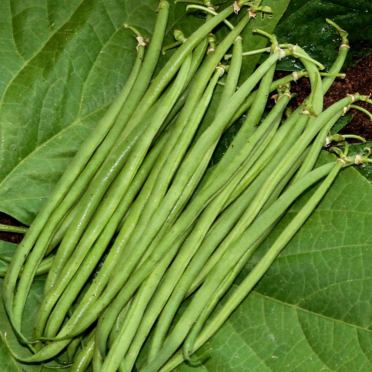 photo du à la récolte du produit graine de haricot nain pongo