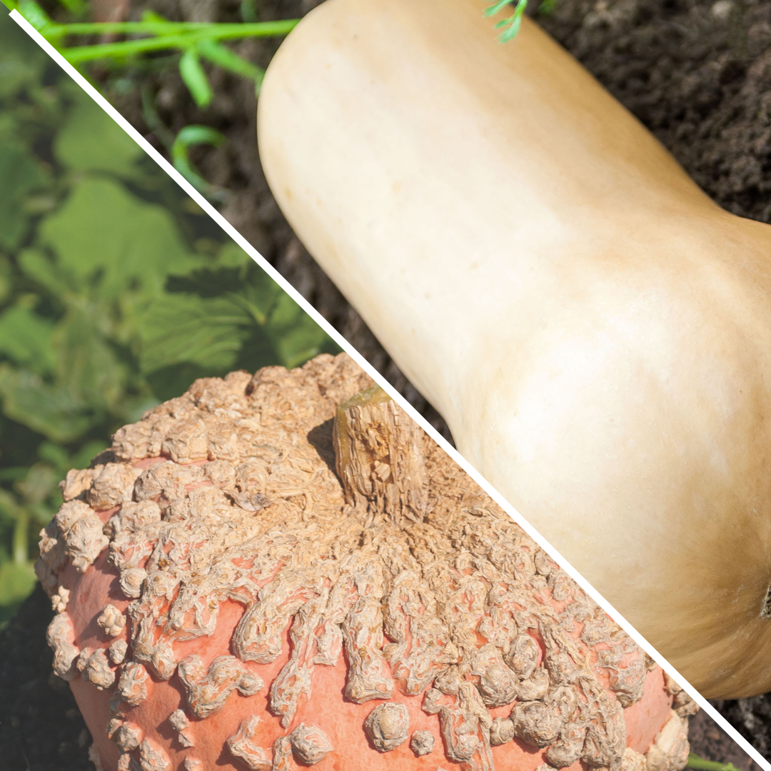 Lot de Courges :  musquée Butternut et Galeuse d'Eysines
