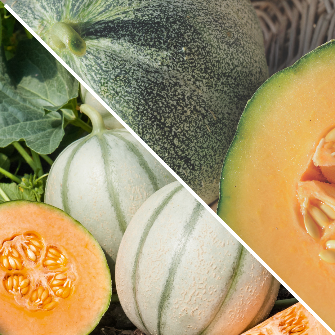 Lot de Melons :  petit gris de Rennes et charentais