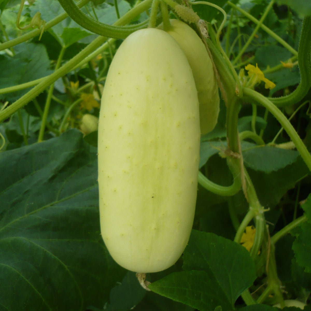 Concombre Blanc