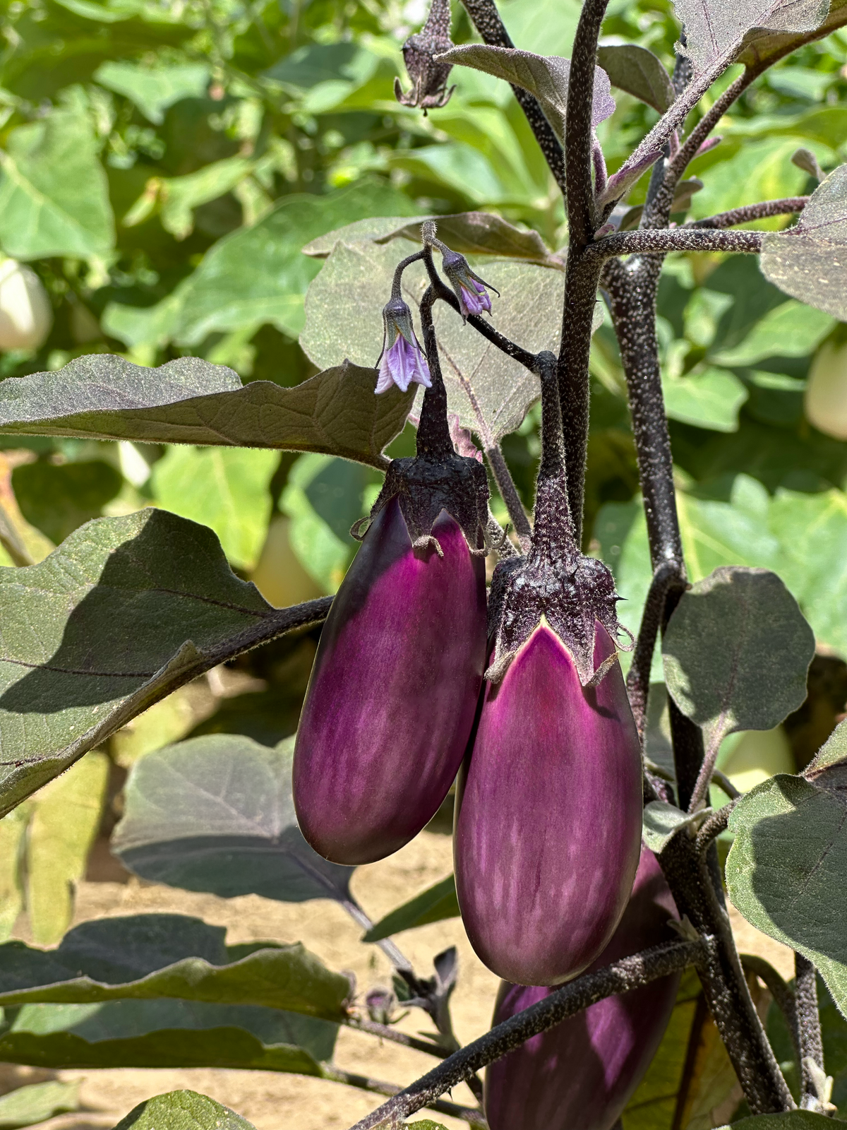 Aubergine Slim Jim