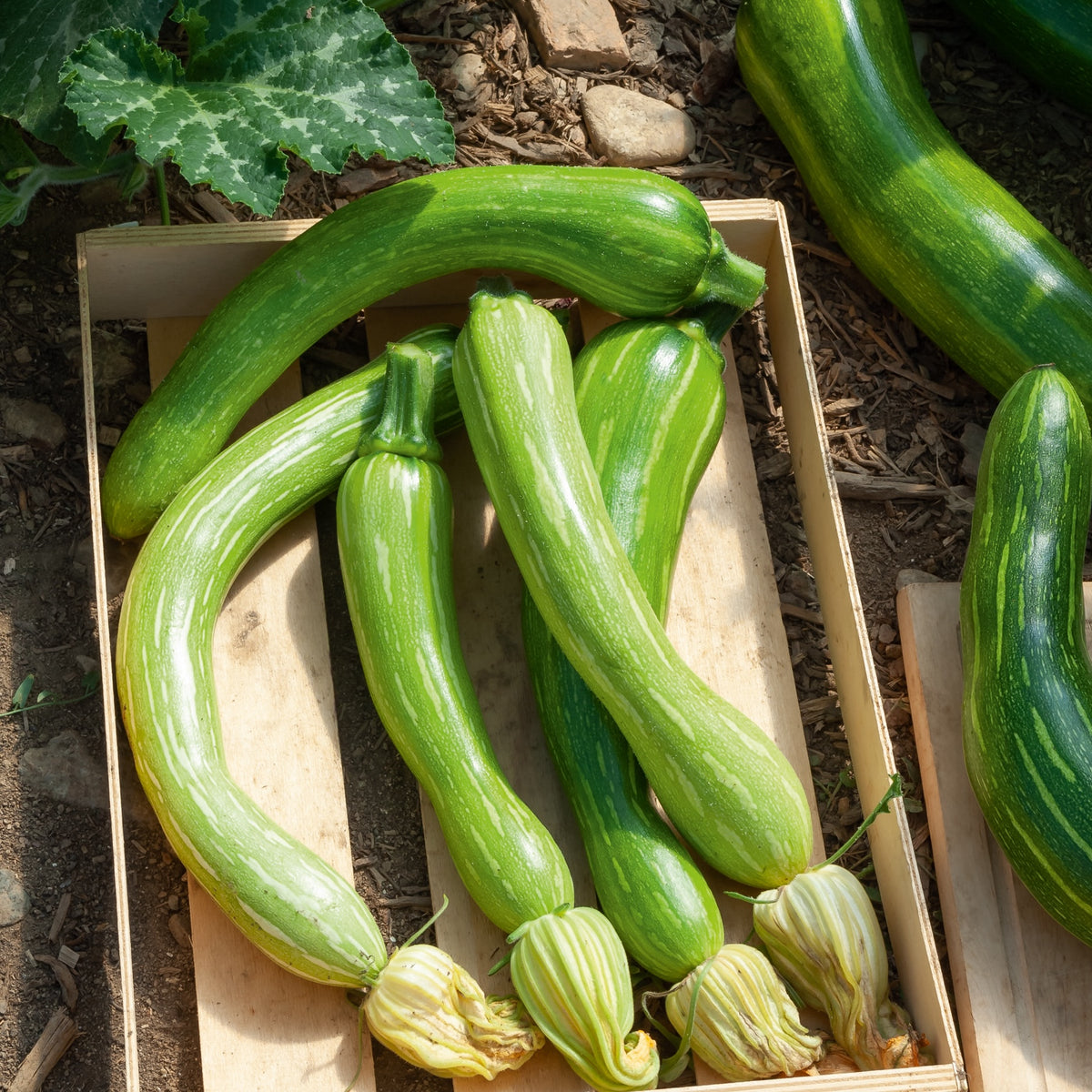 Photo de la courge longue de nice