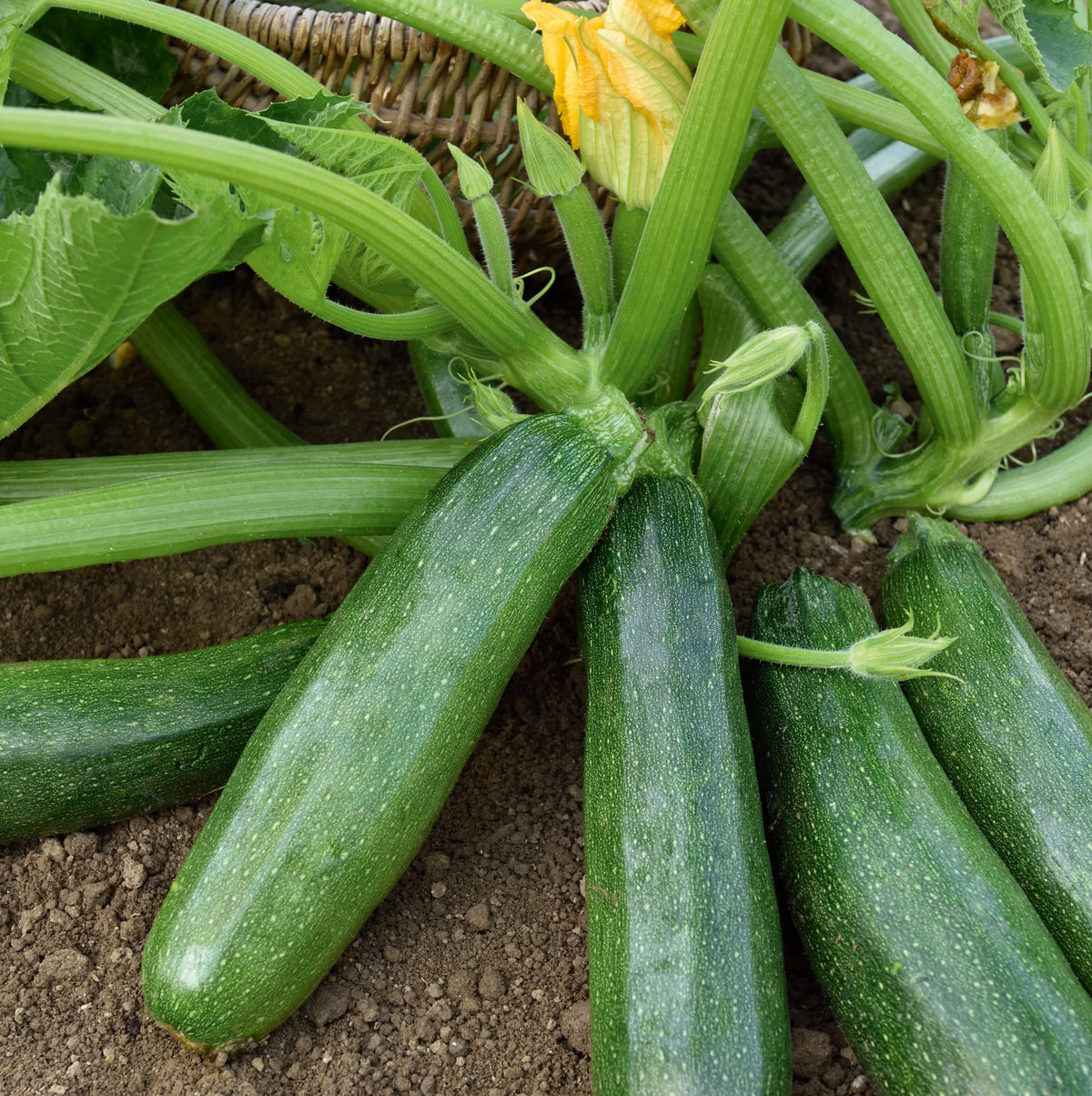 photo de la récolte de la courgette verte longue maraichère