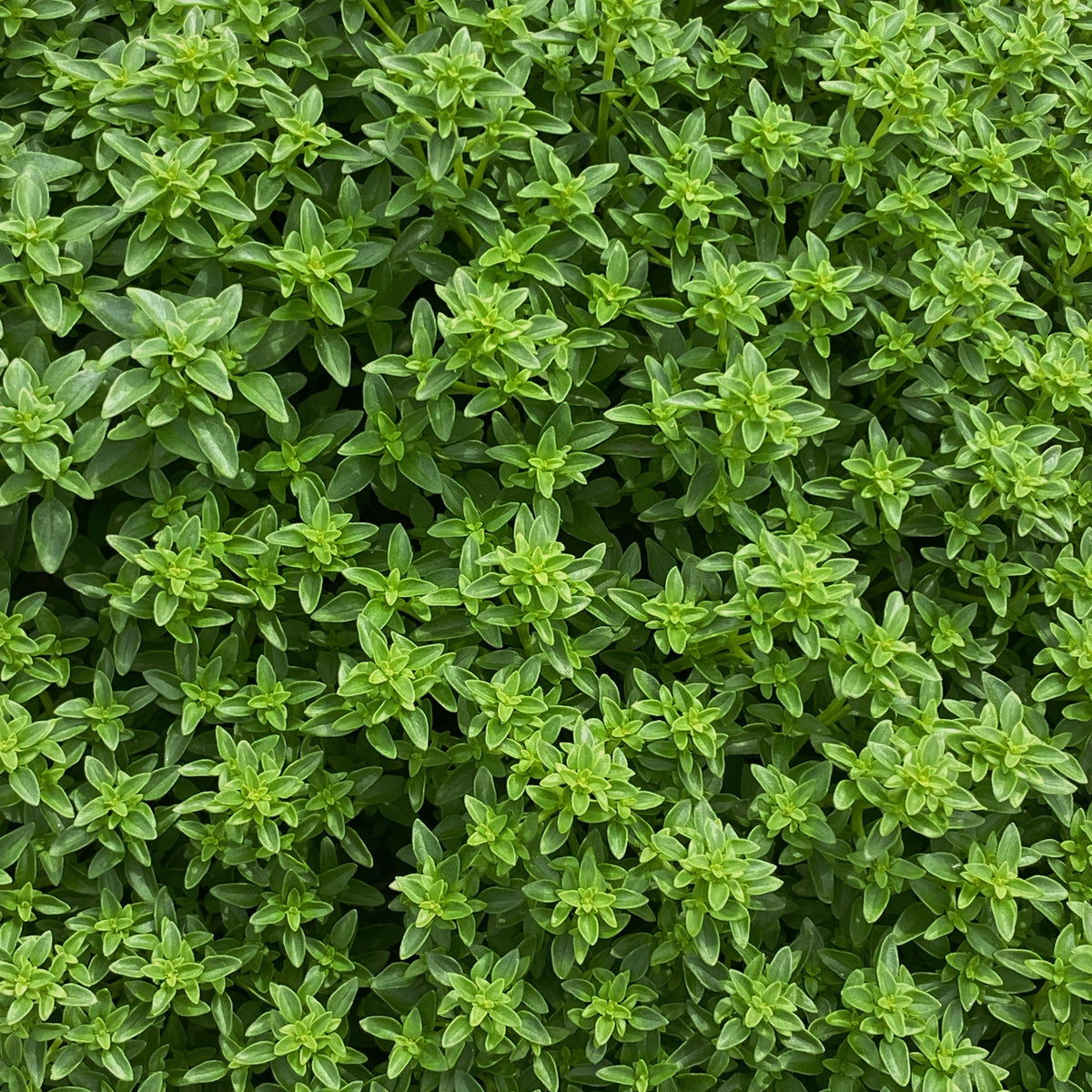 Basilic Grec