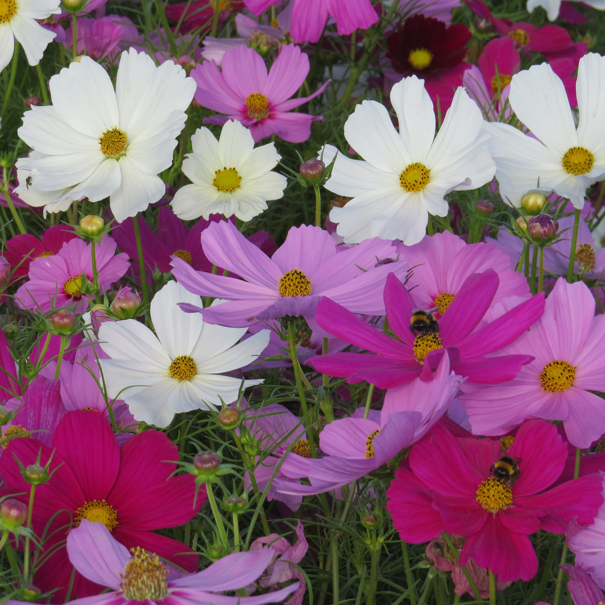 Cosmos en mélange