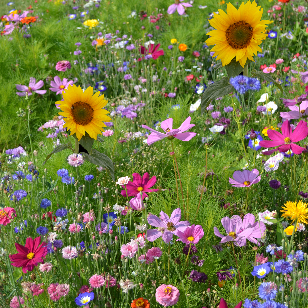 Jachère fleurie, mélange de fleurs pour abeilles