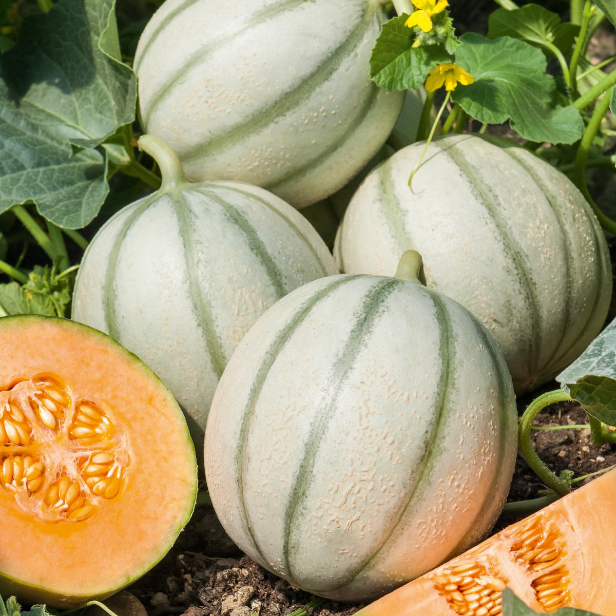 Melon Charentais