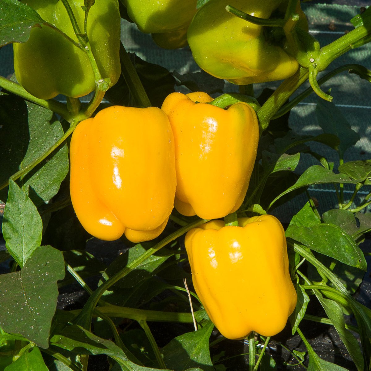 Poivron Jaune