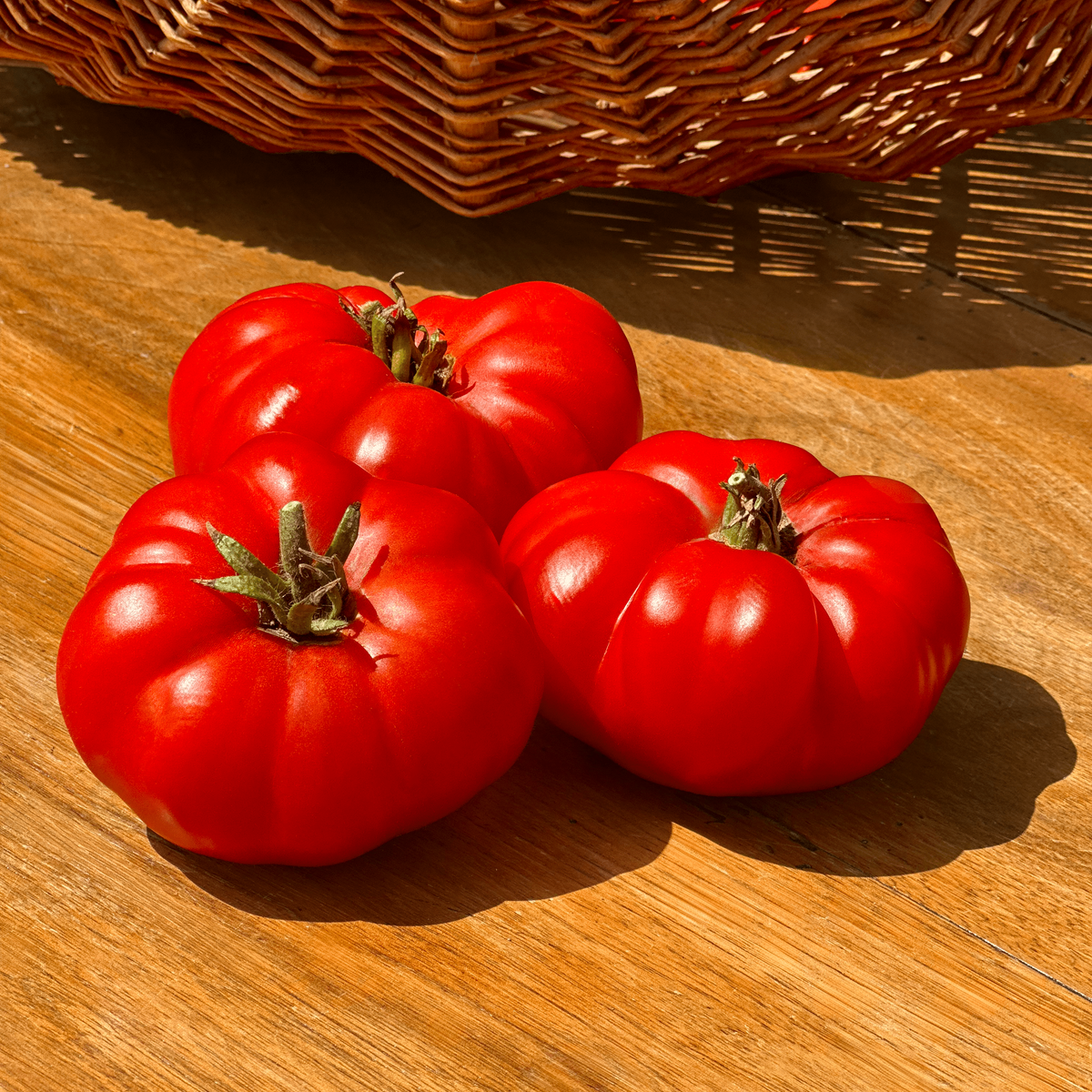 Tomate Perdrigeon