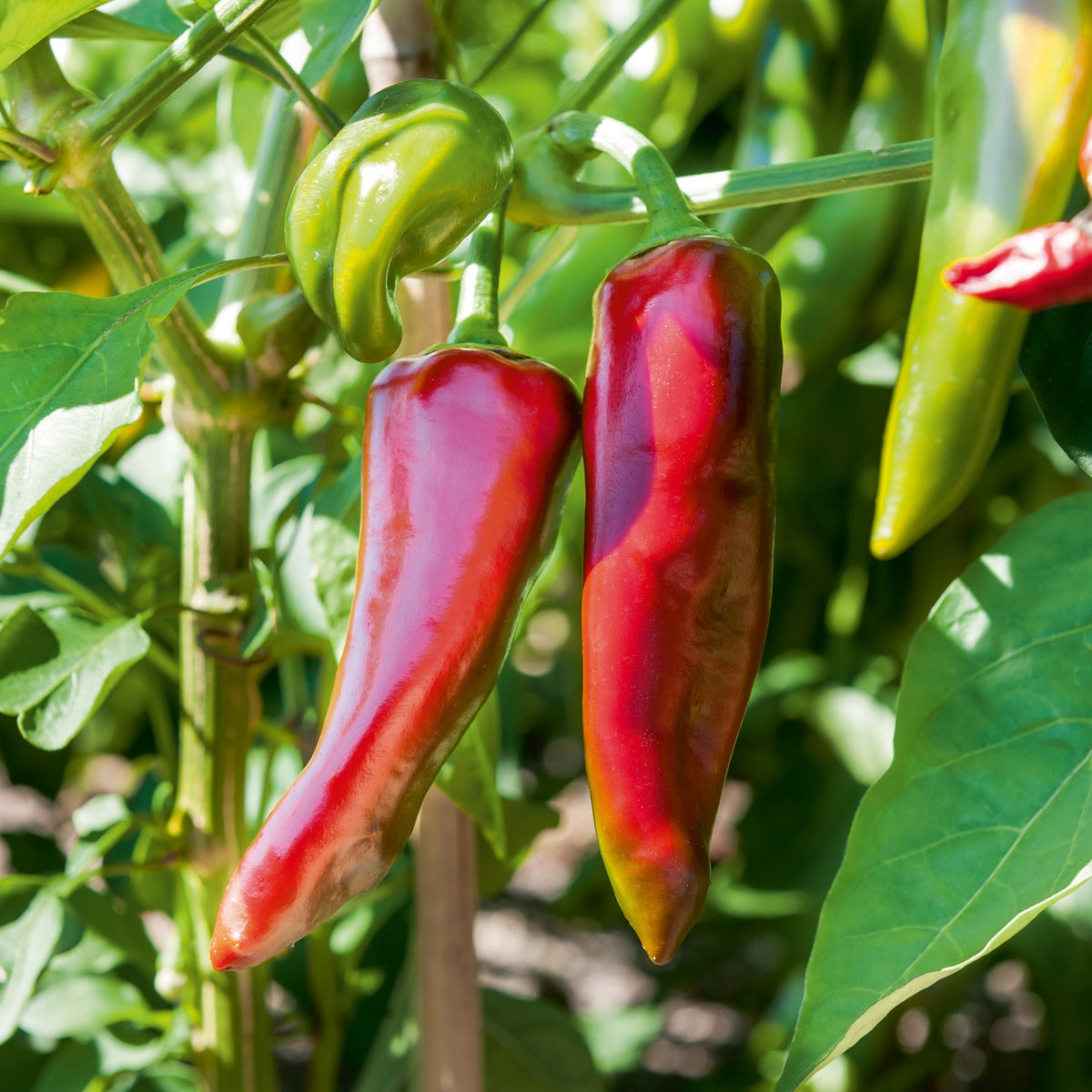 Photo à la récolte du piment gorria type espelette