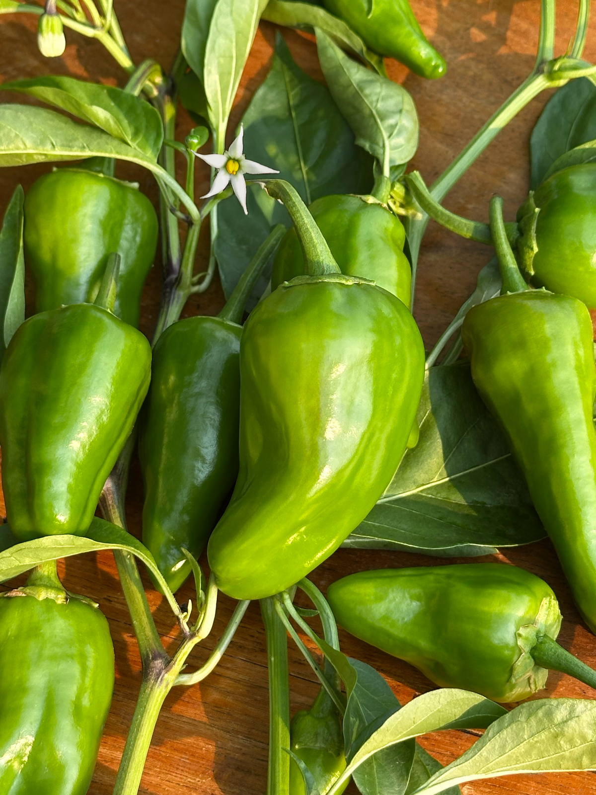 Piment del Padrón