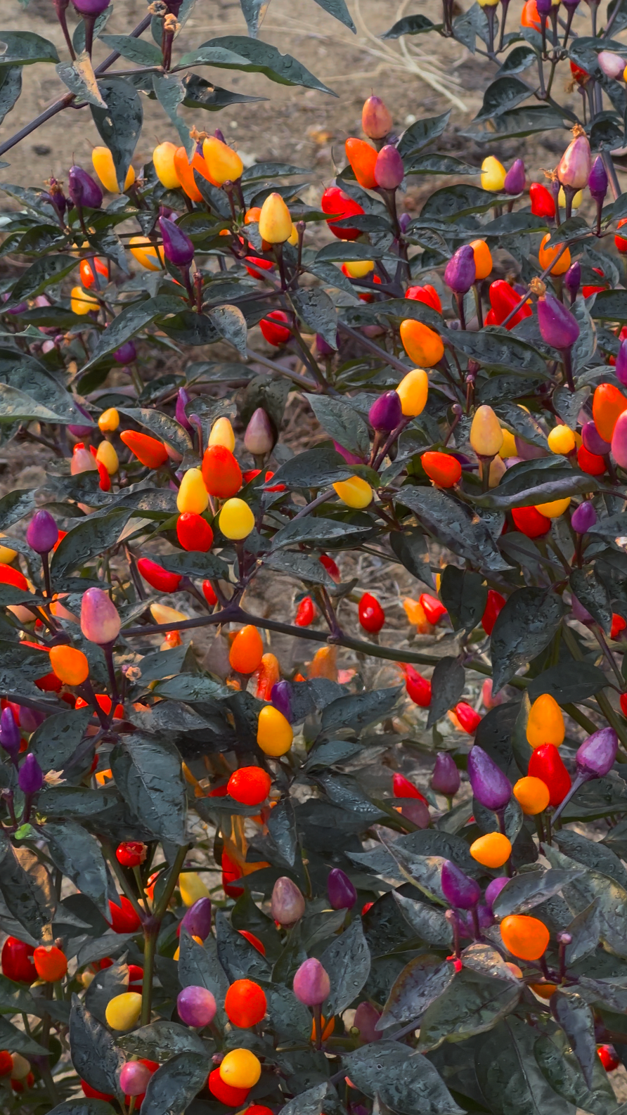 Piment Lila Luzi