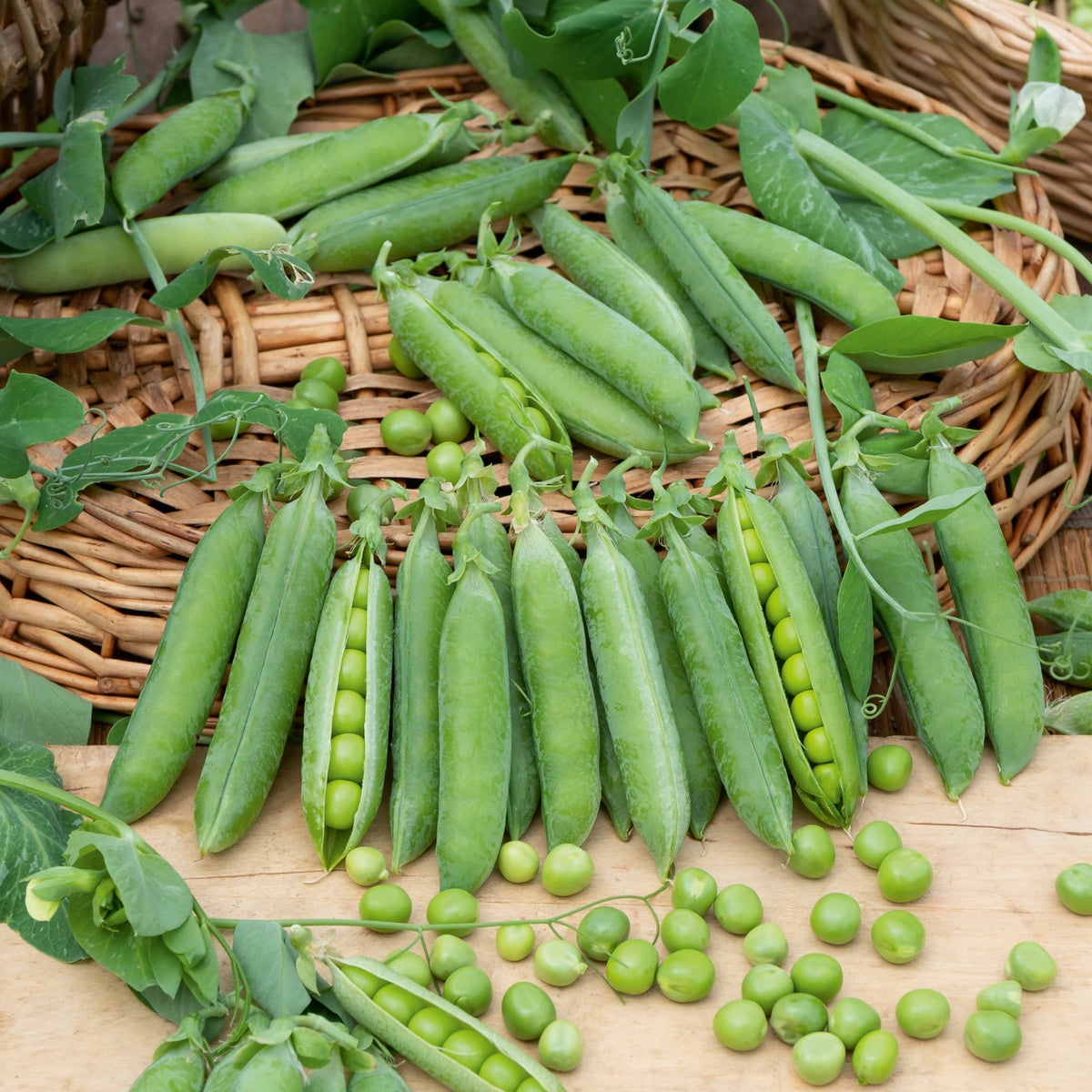 Pois nain petit provençal