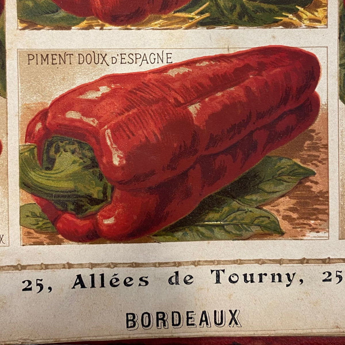Poivron doux d'Espagne