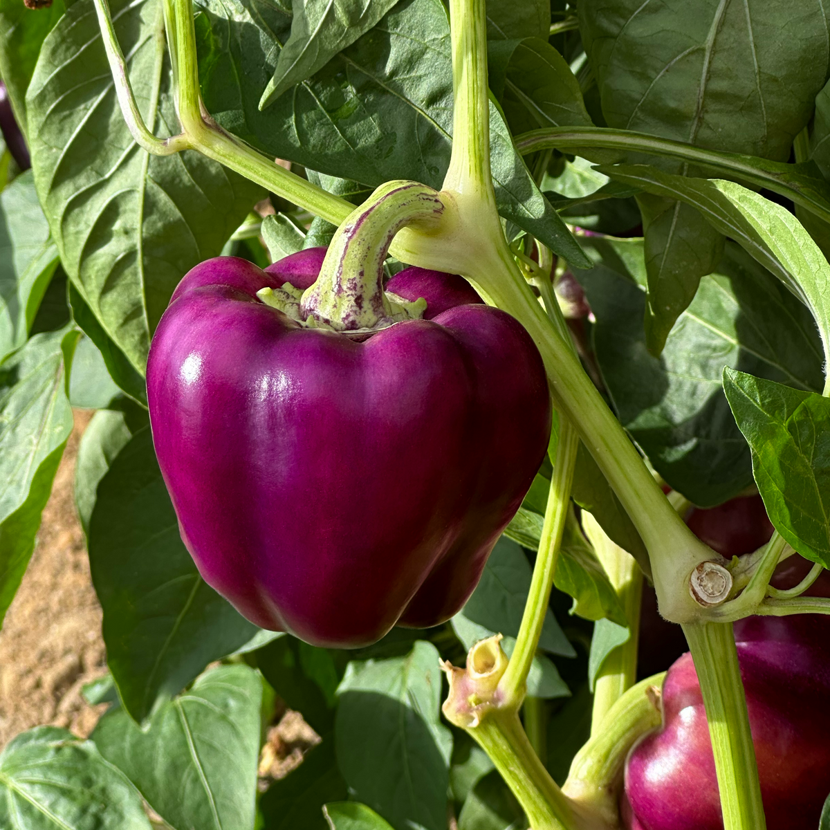 Poivron Oda violet