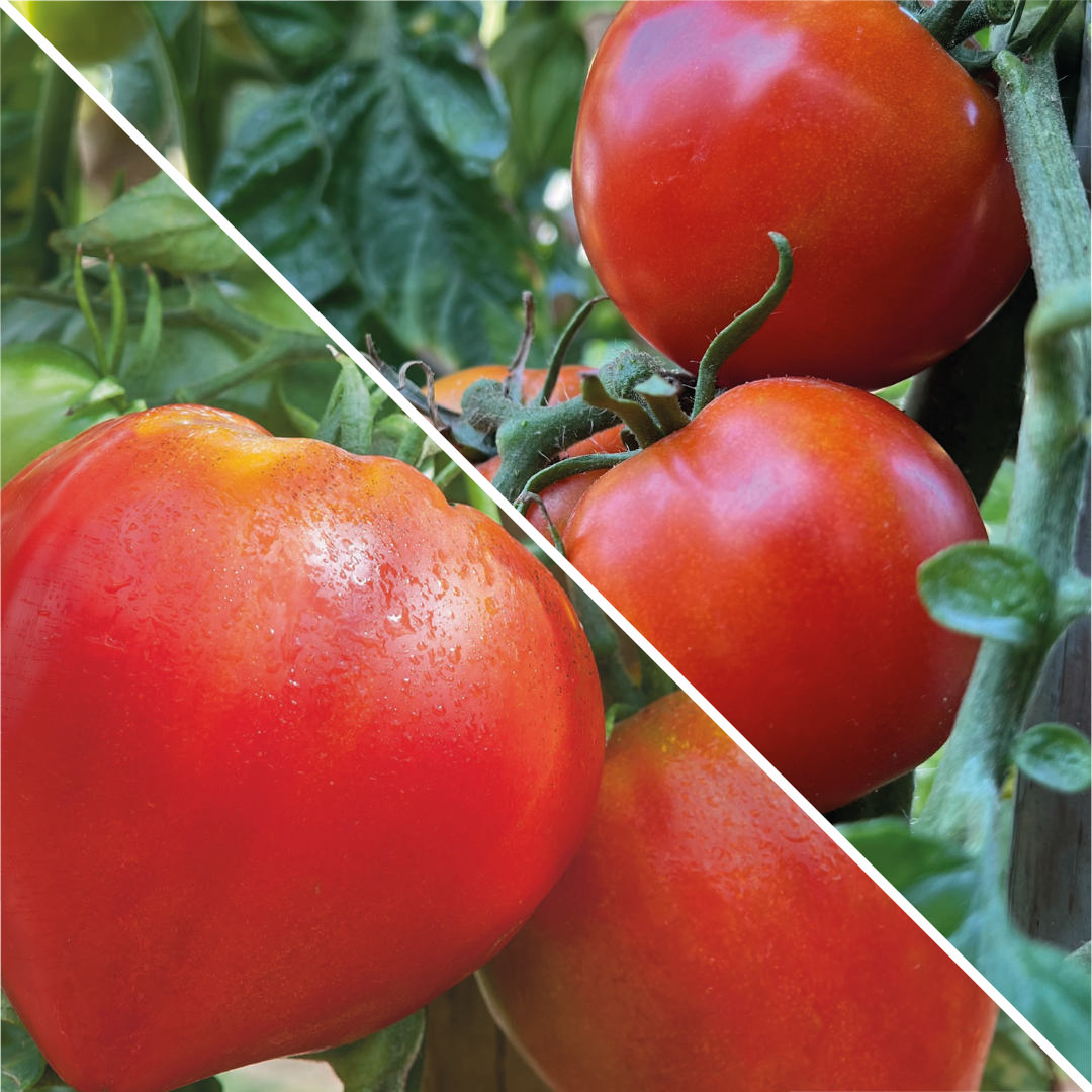 Lot de graines de tomate coeur de boeuf et casaque rouge