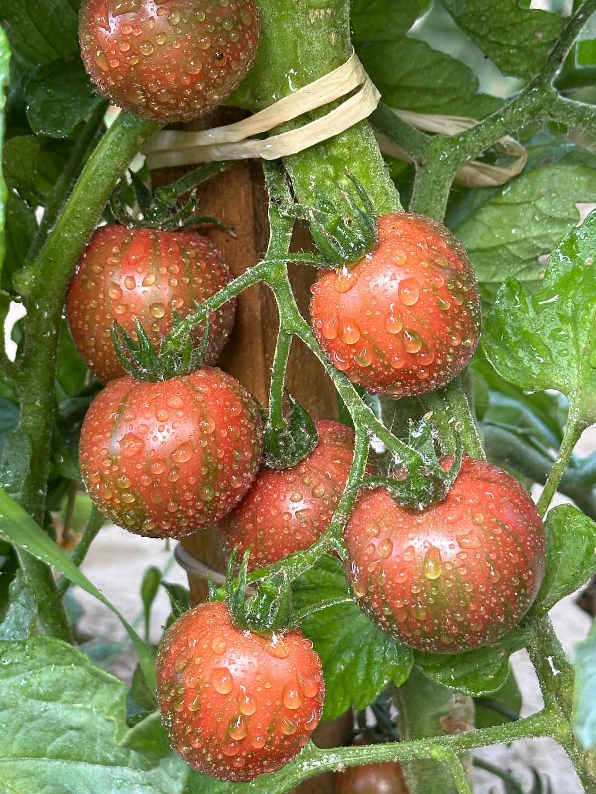 Tomate Purple Bumble Bee
