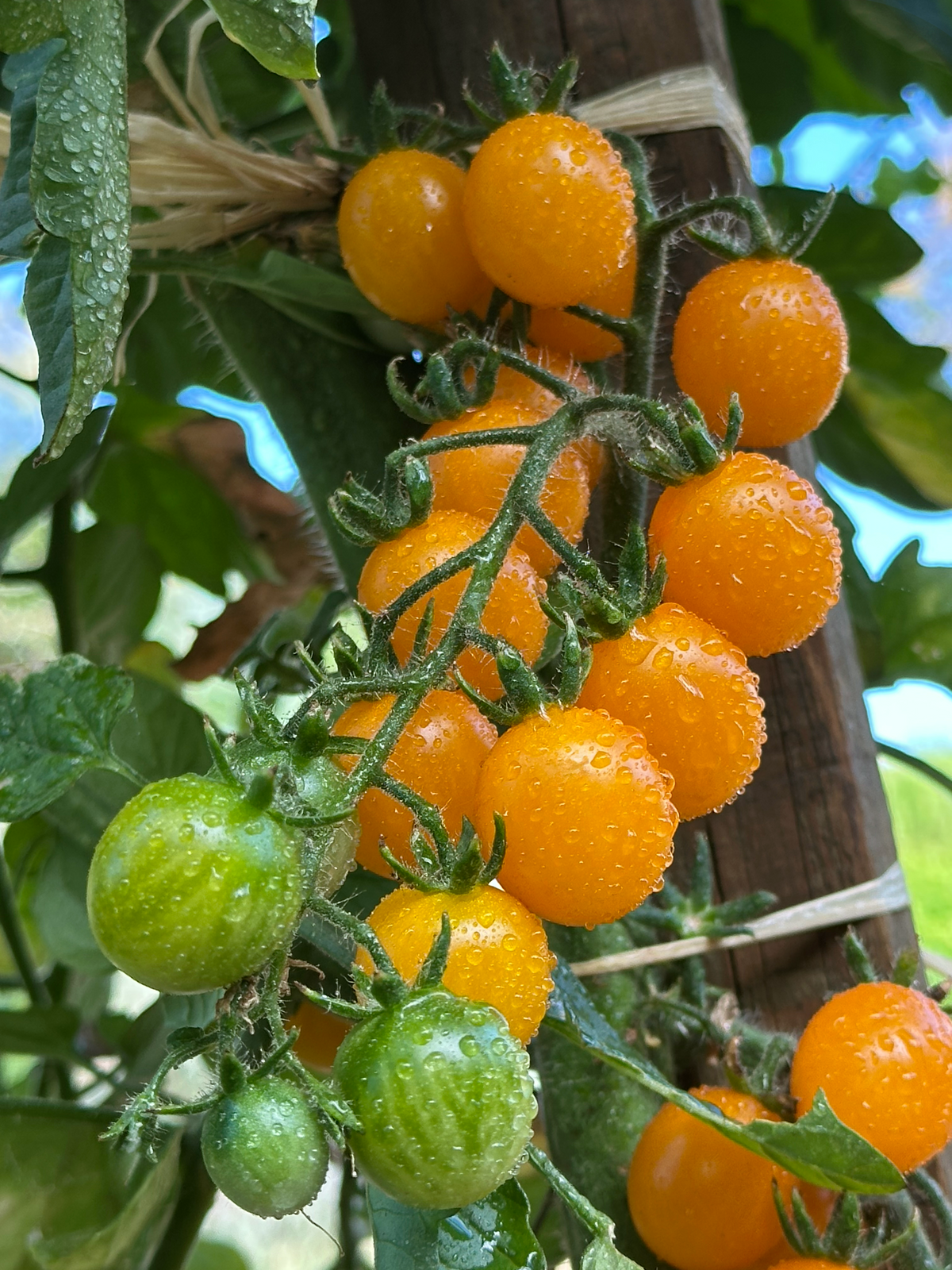 Tomate Galapagos