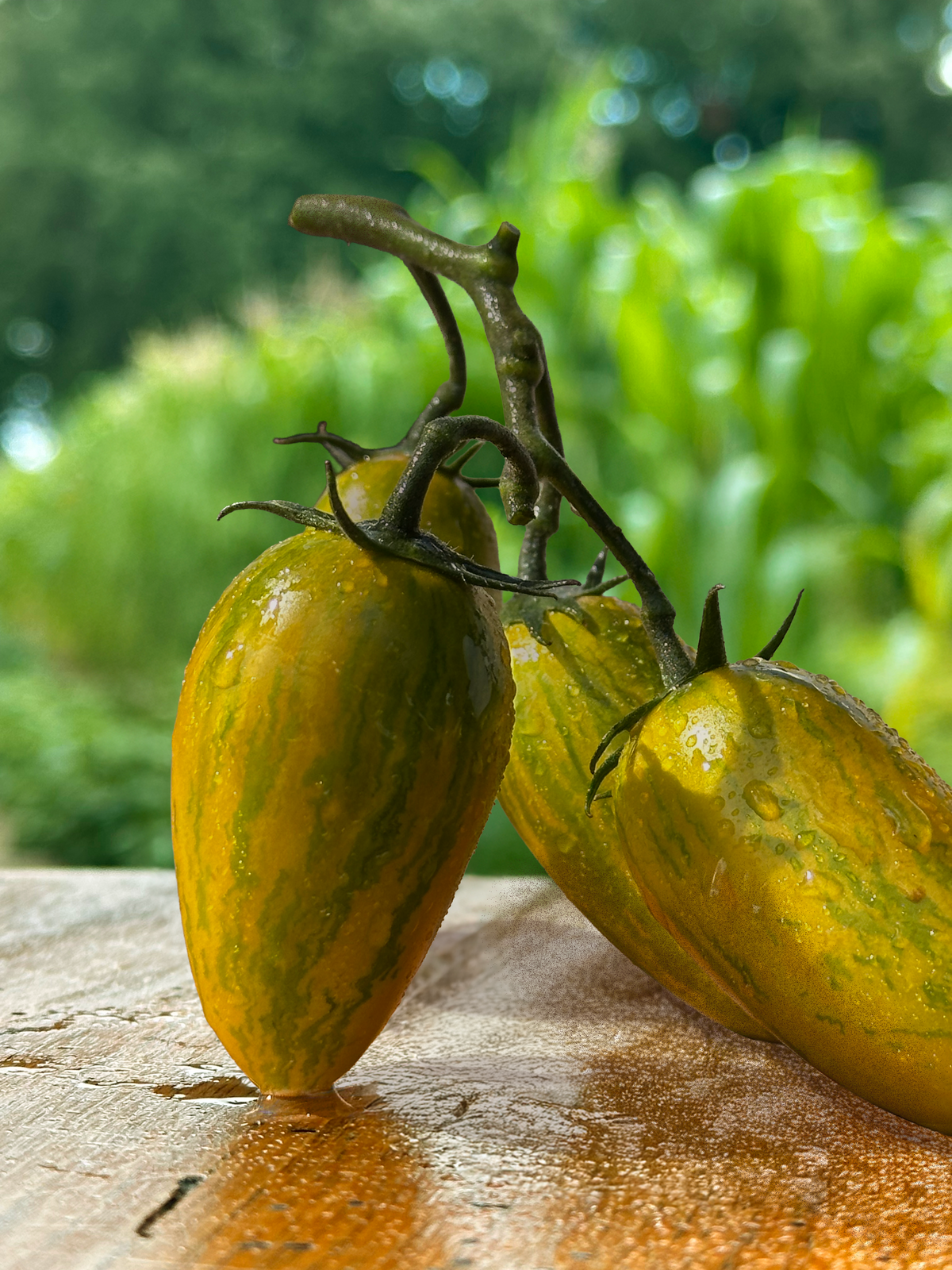 Tomate Artisan Green Tiger
