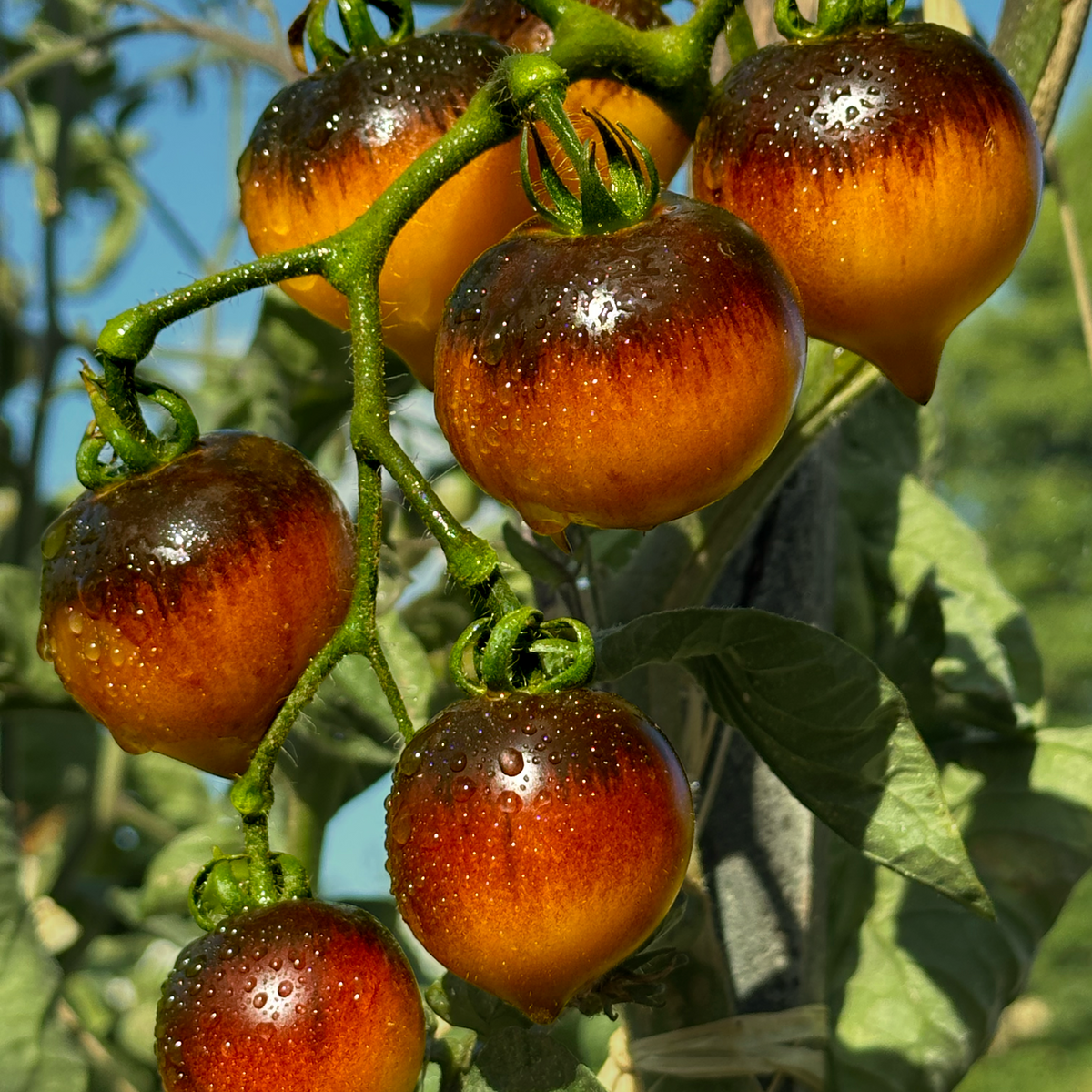 Tomate belle cœur