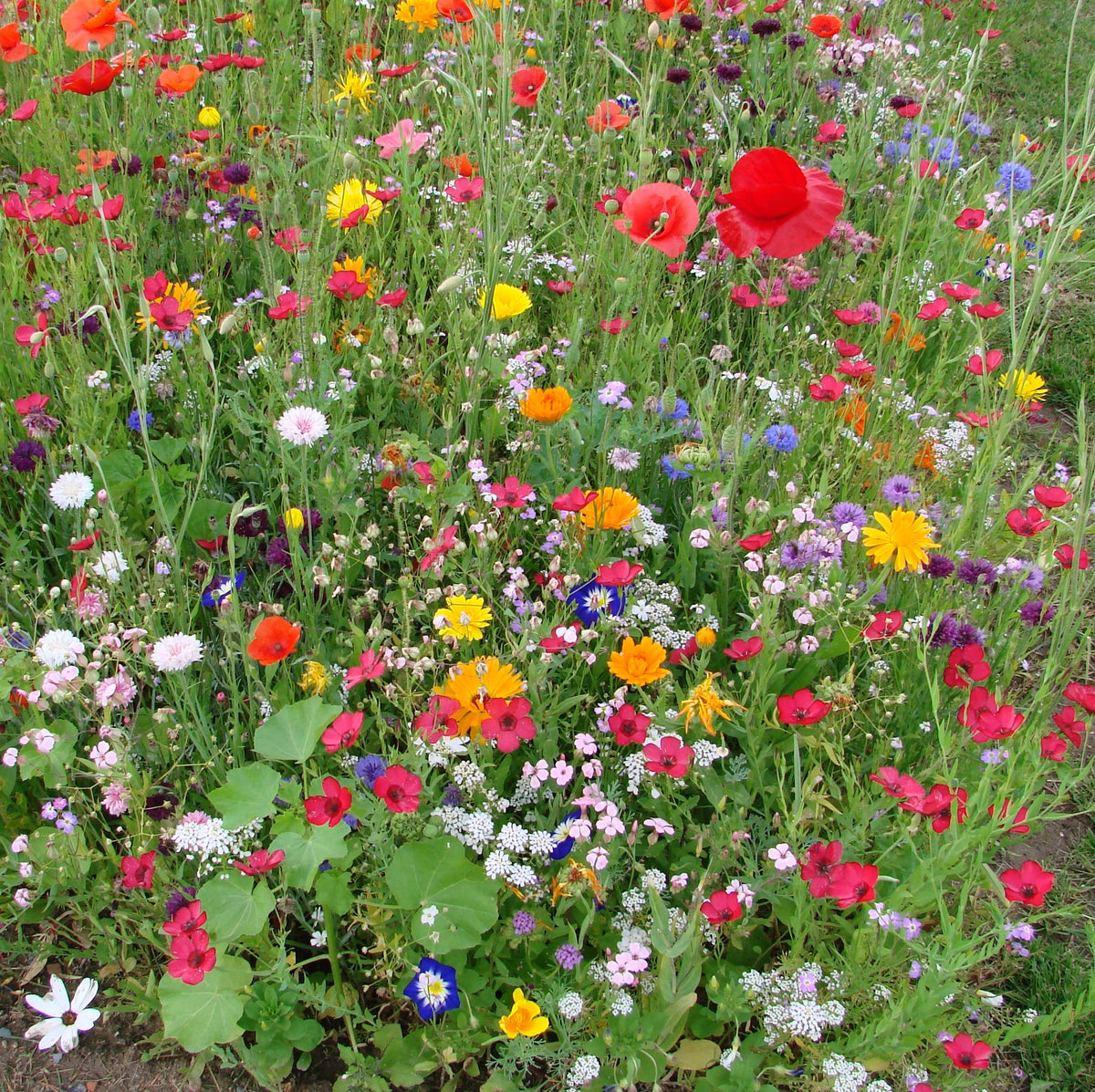 Jachère fleurie Biodiversité