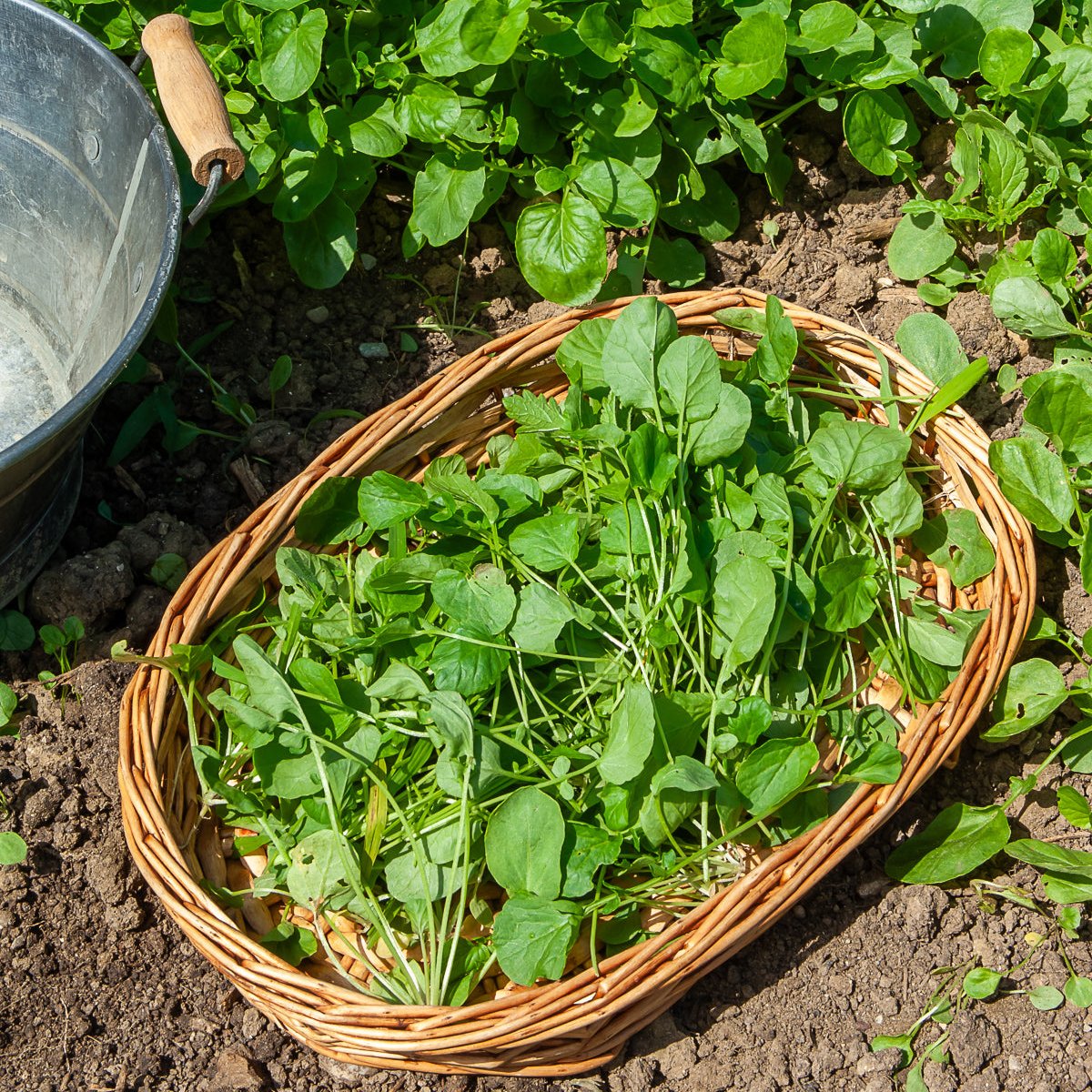 Cresson De Jardin