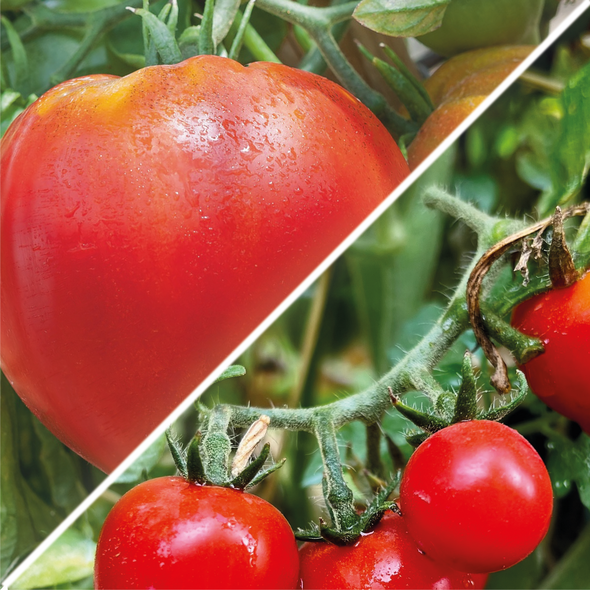 photo lot de graines de tomates coeur de boeuf et tomates cerises