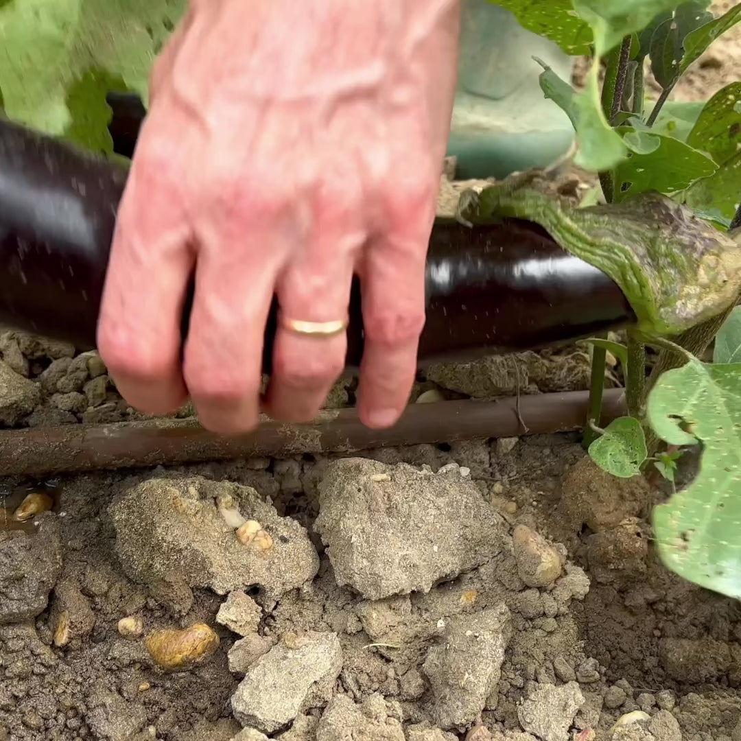 récolte d'aubergine de toulouse