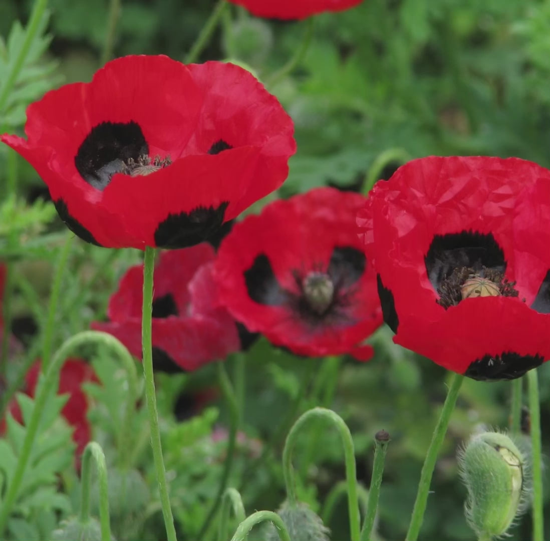 vidéo qui représente chaque variété de coquelicots présents dans le sachet de graines