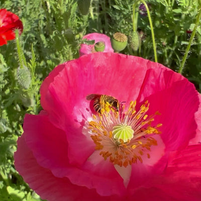 Vidéo d'un coquelicot pour illustrer le mélange de coquelicots