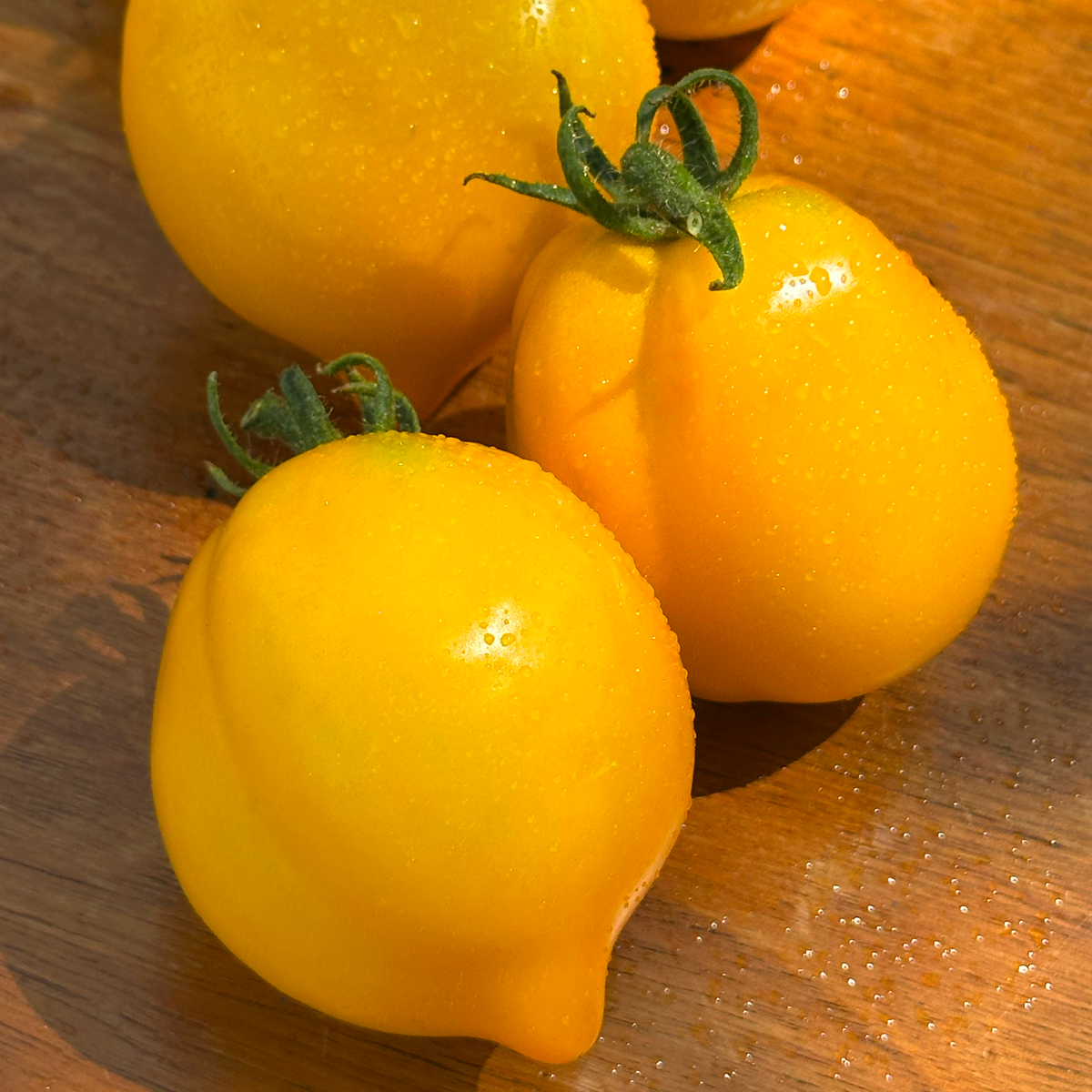 Tomate citronnier