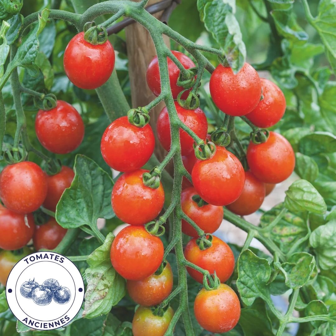 Tomate cerise
